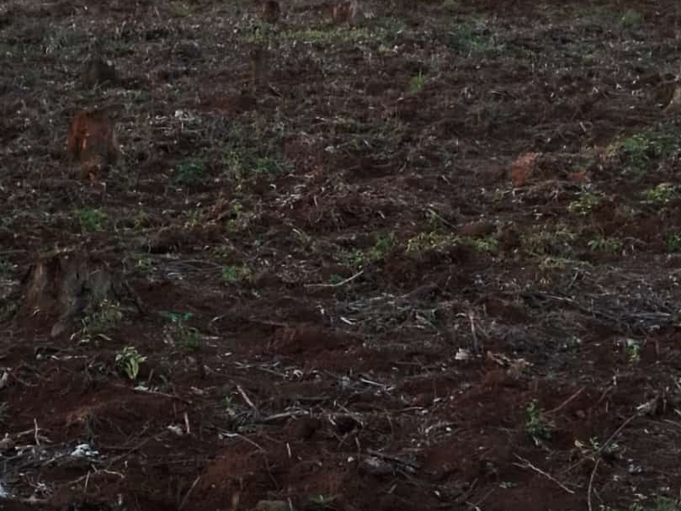 Agricultural land for sale in Buwaya Kamuli Uganda