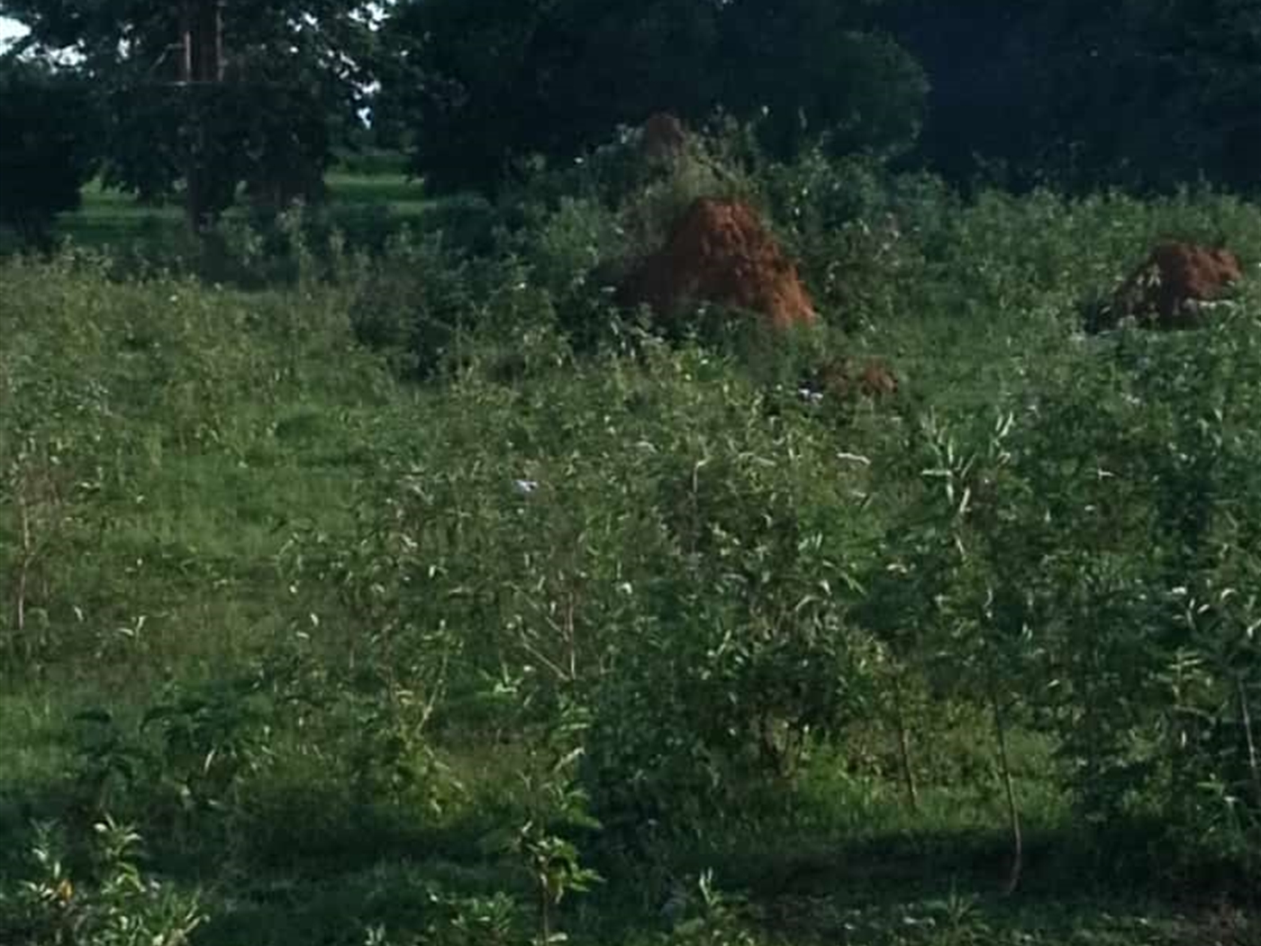 Agricultural land for sale in Buwaya Kamuli Uganda