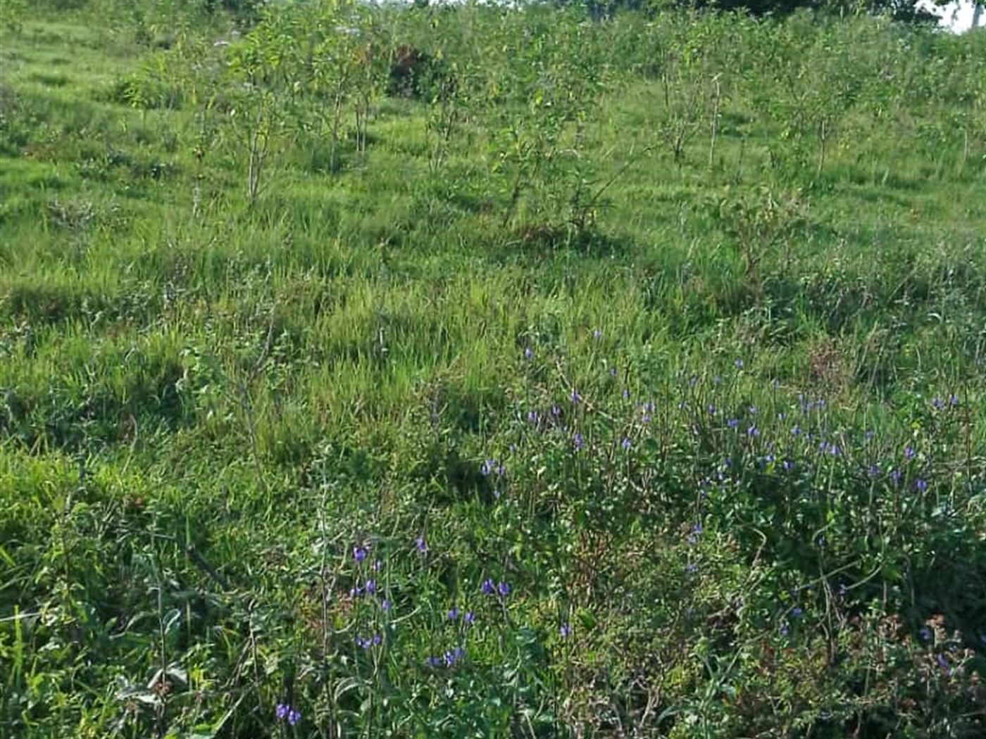 Agricultural land for sale in Buwaya Kamuli Uganda