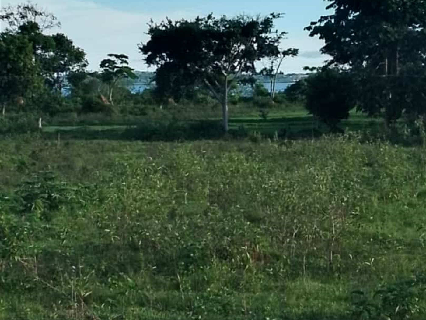 Agricultural land for sale in Buwaya Kamuli Uganda