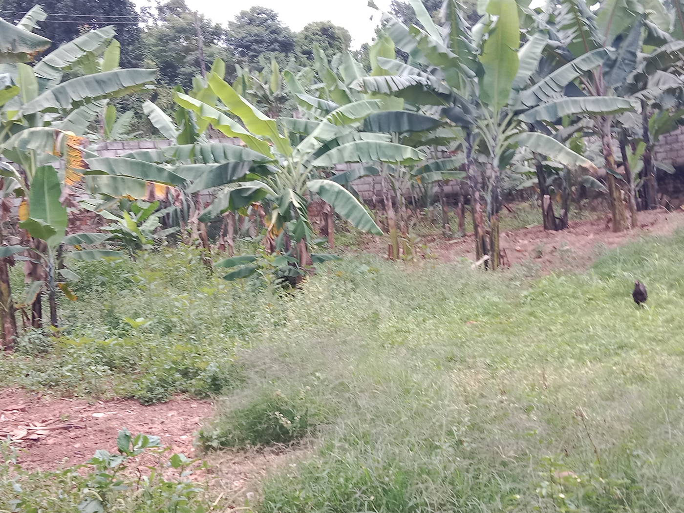 Multipurpose space for sale in Seguku Wakiso Uganda