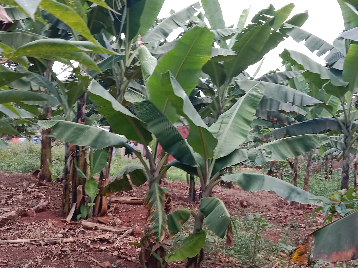 Multipurpose space for sale in Seguku Wakiso Uganda