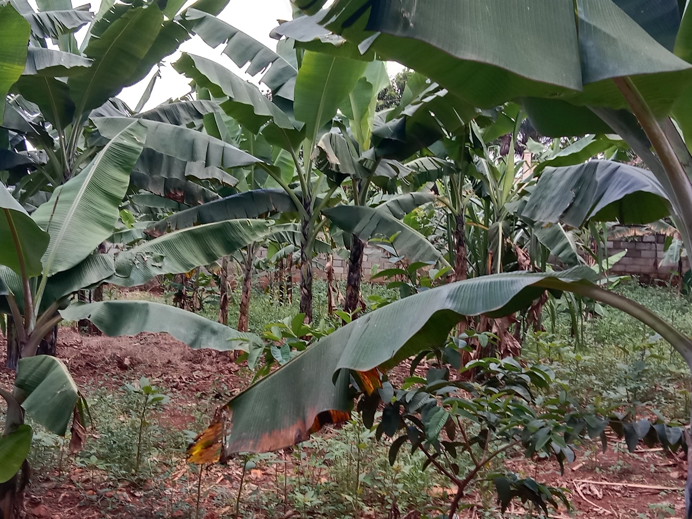 Multipurpose space for sale in Seguku Wakiso Uganda