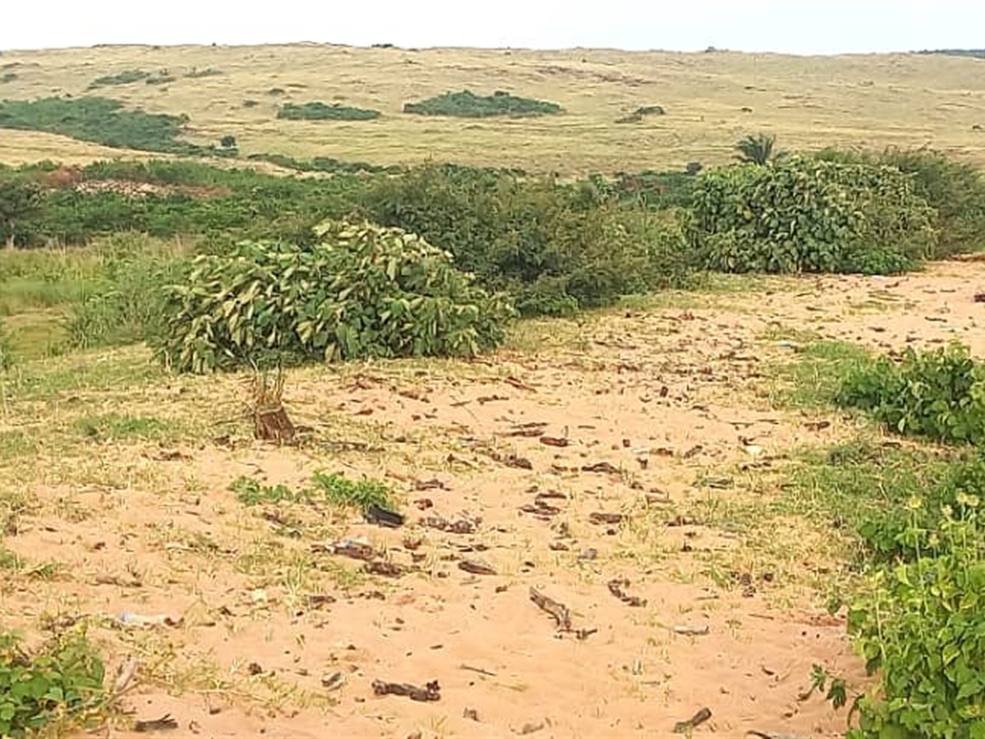 Beach for sale in Samukaisland Jinja Uganda