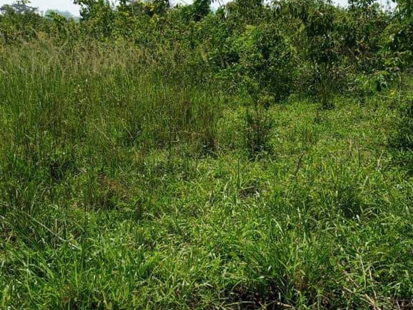 Residential land for sale in Kakooge Wakiso Uganda