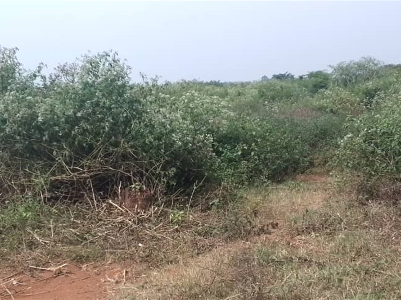 Residential land for sale in Kabunyata Luweero Uga...