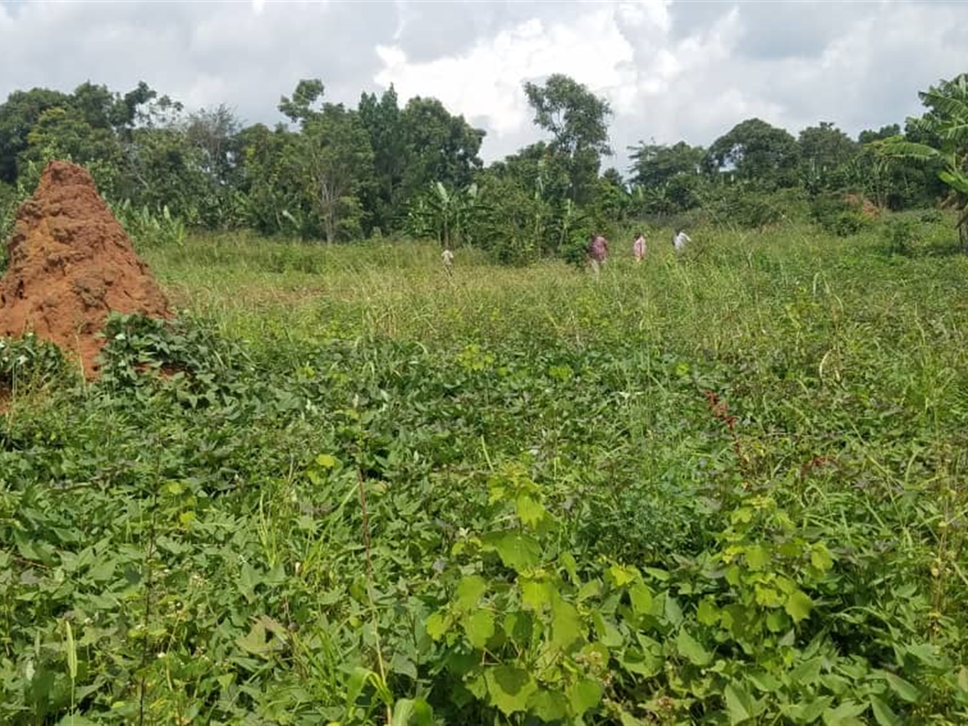 Residential land for sale in Bugema Wakiso Uganda