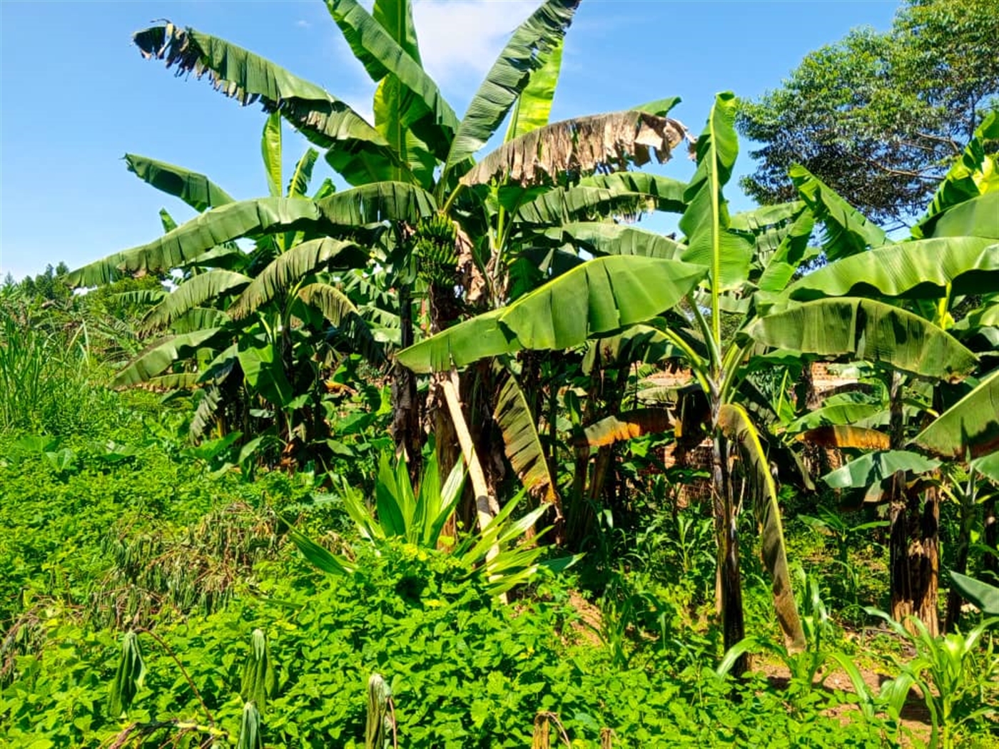Residential land for sale in Matugga Wakiso Uganda
