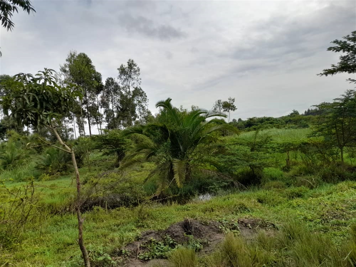 Agricultural land for sale in Kikube Luweero Uganda