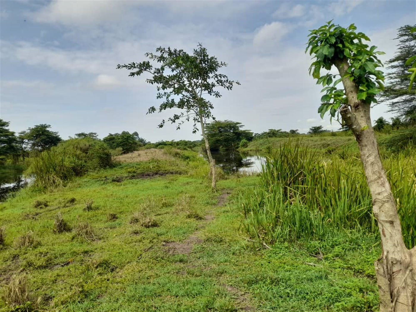 Agricultural land for sale in Kikube Luweero Uganda