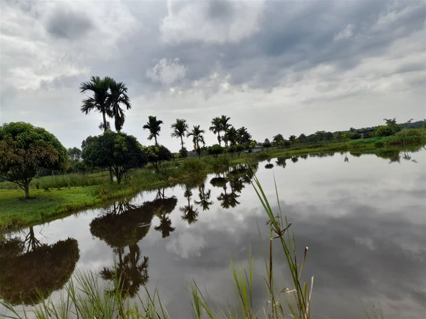 Agricultural land for sale in Kikube Luweero Uganda