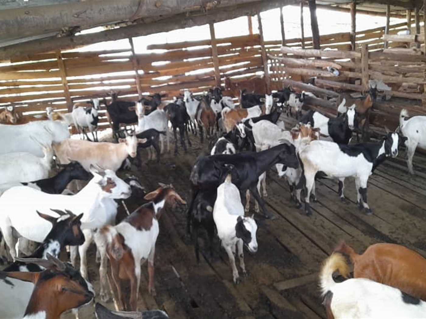 Agricultural land for sale in Kikube Luweero Uganda