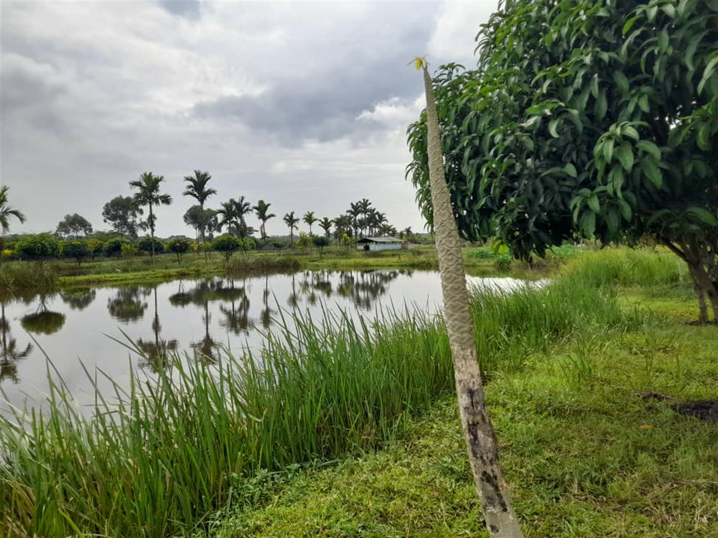 Agricultural land for sale in Kikube Luweero Uganda