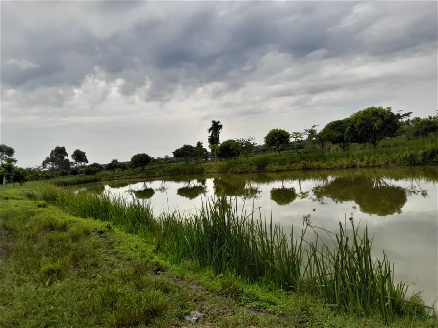 Agricultural land for sale in Kikube Luweero Ugand...