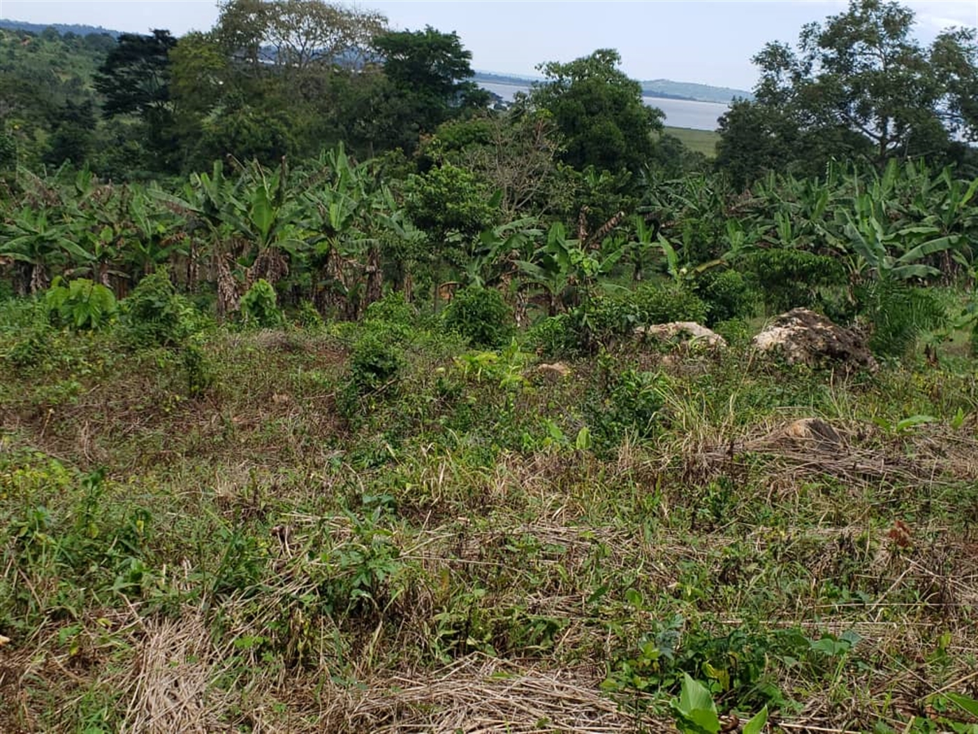 Commercial land for sale in Mpata Mukono Uganda