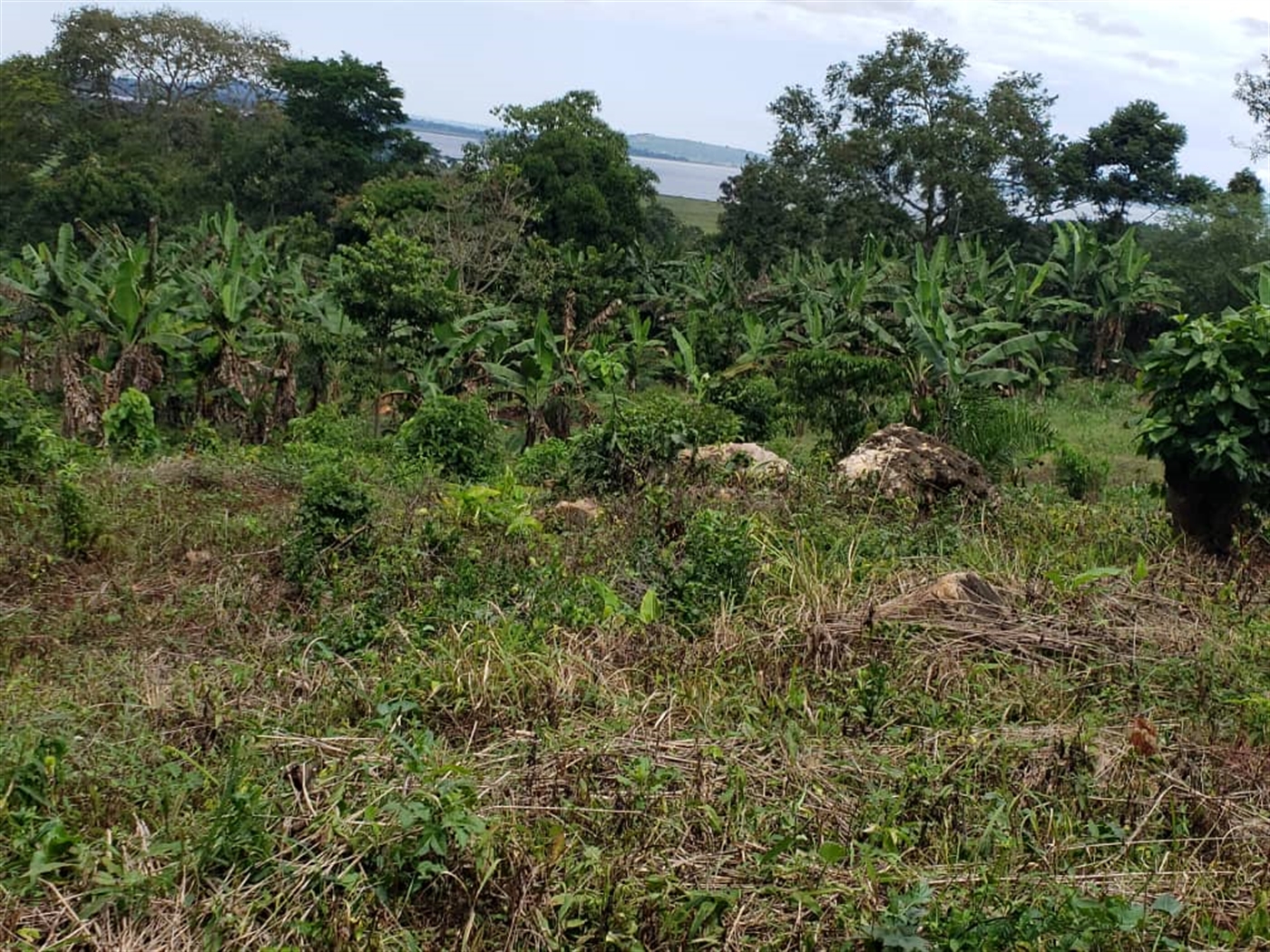 Commercial land for sale in Mpata Mukono Uganda
