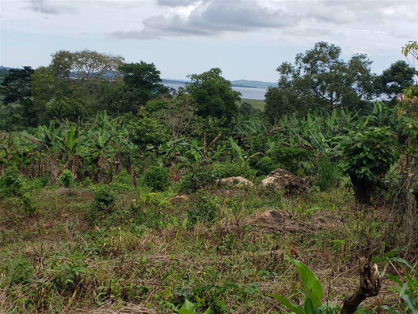 Commercial land for sale in Mpata Mukono Uganda