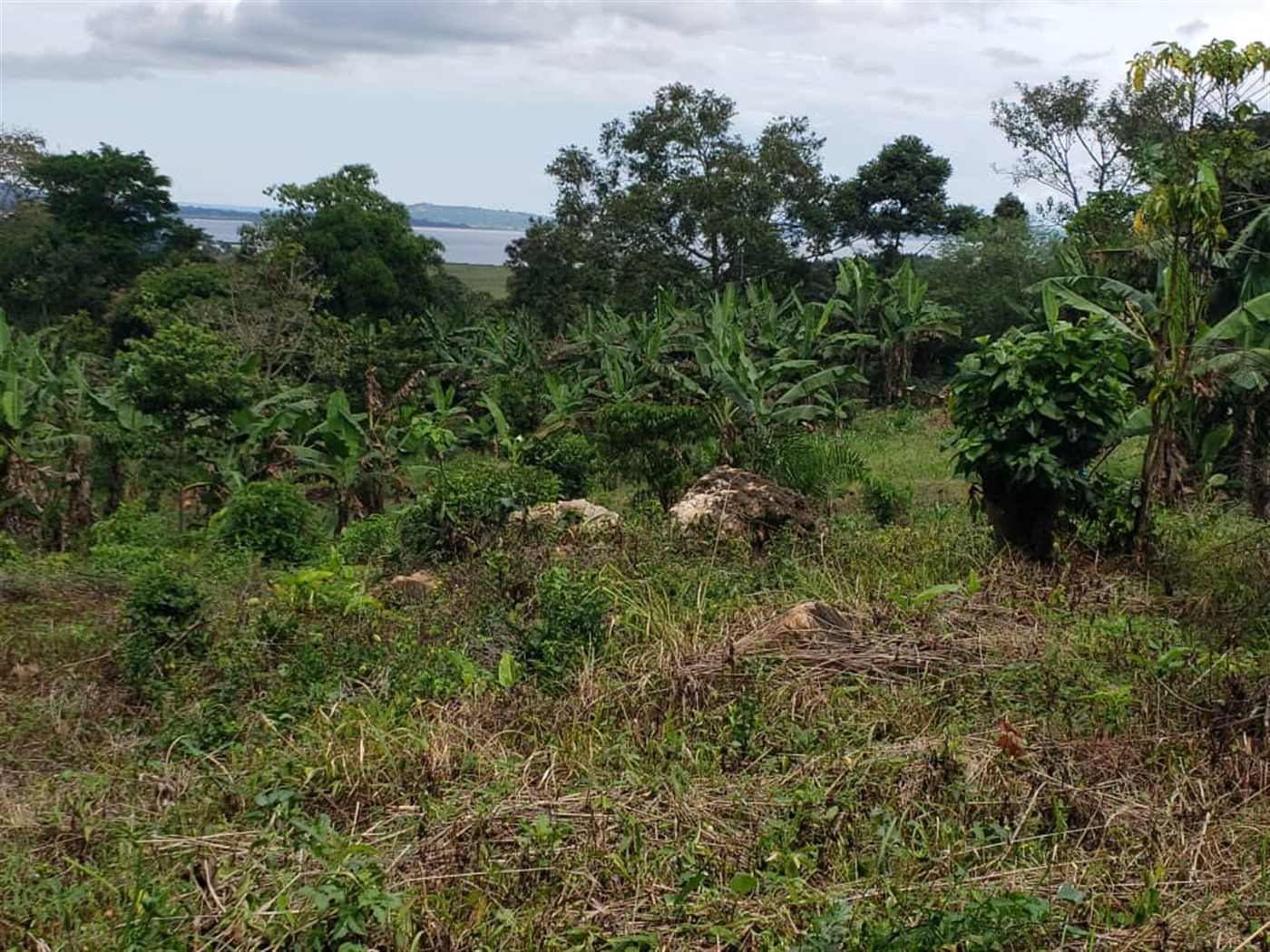 Commercial land for sale in Mpata Mukono Uganda