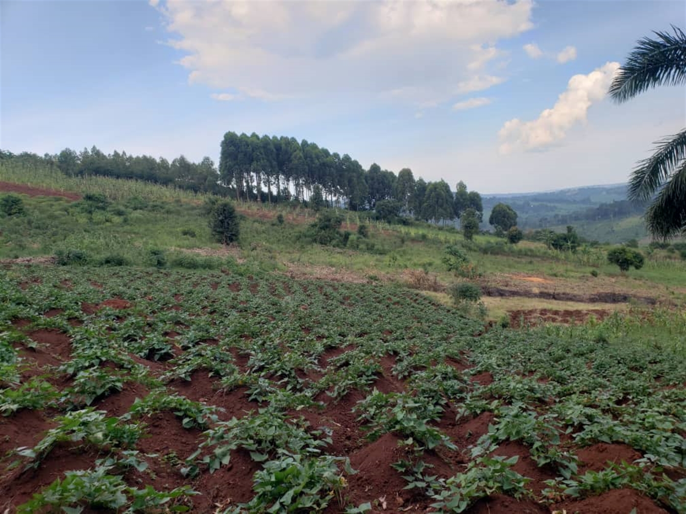 Residential land for sale in Lugazi Jinja Uganda