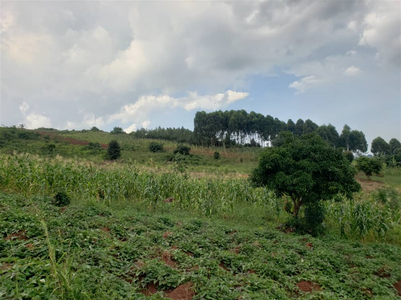 Residential land for sale in Lugazi Jinja Uganda