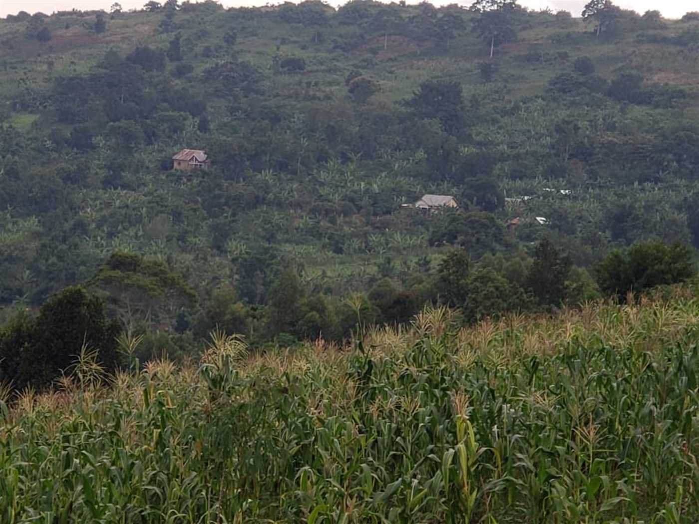 Residential land for sale in Lugazi Jinja Uganda