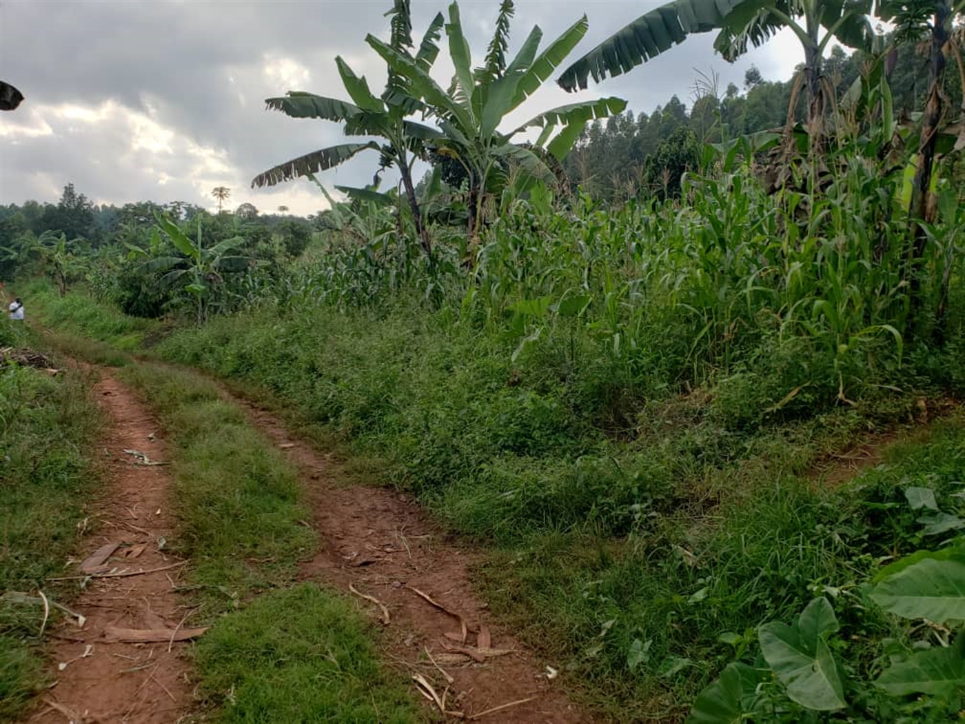 Residential land for sale in Lugazi Jinja Uganda