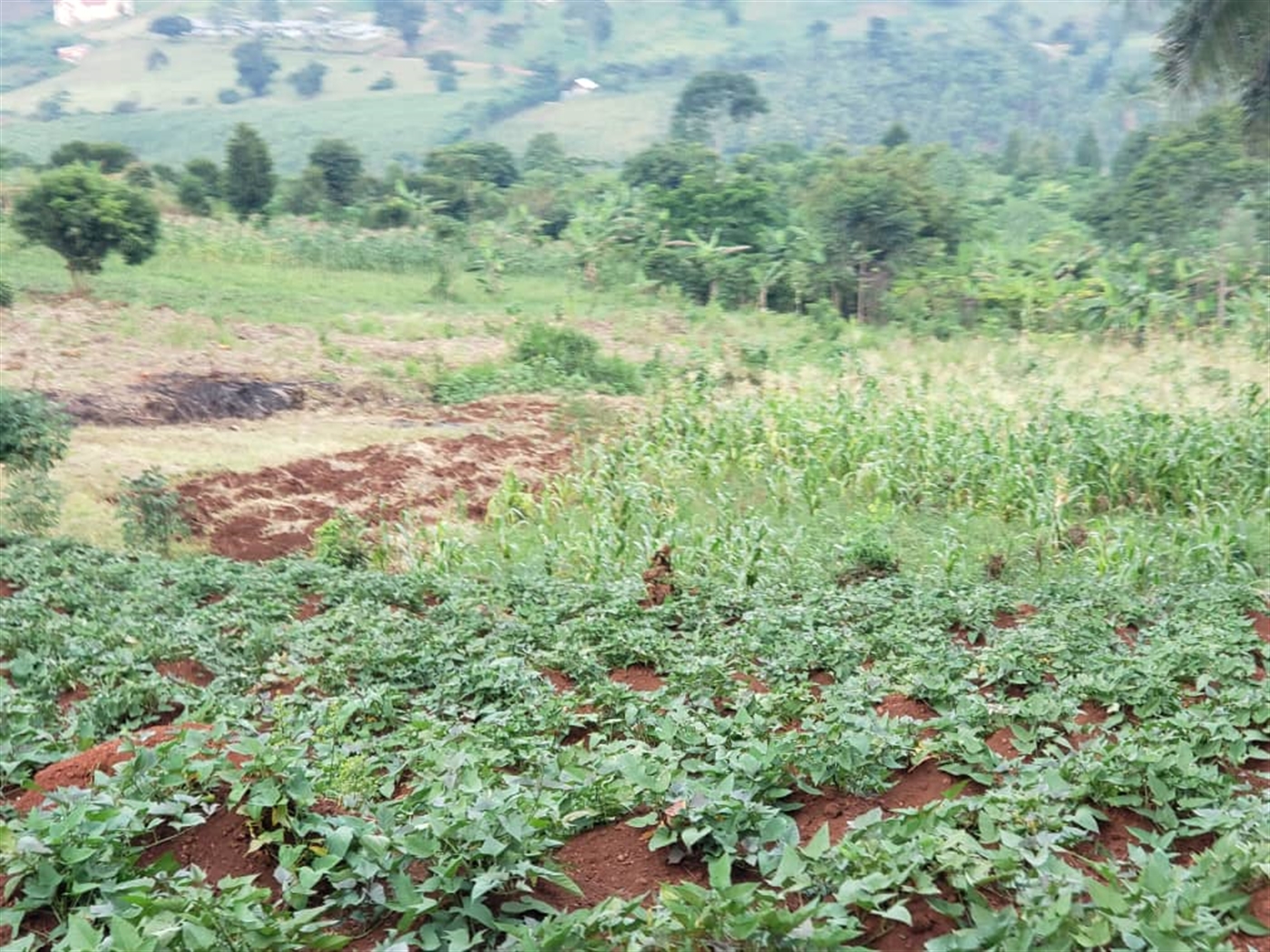 Residential land for sale in Lugazi Jinja Uganda