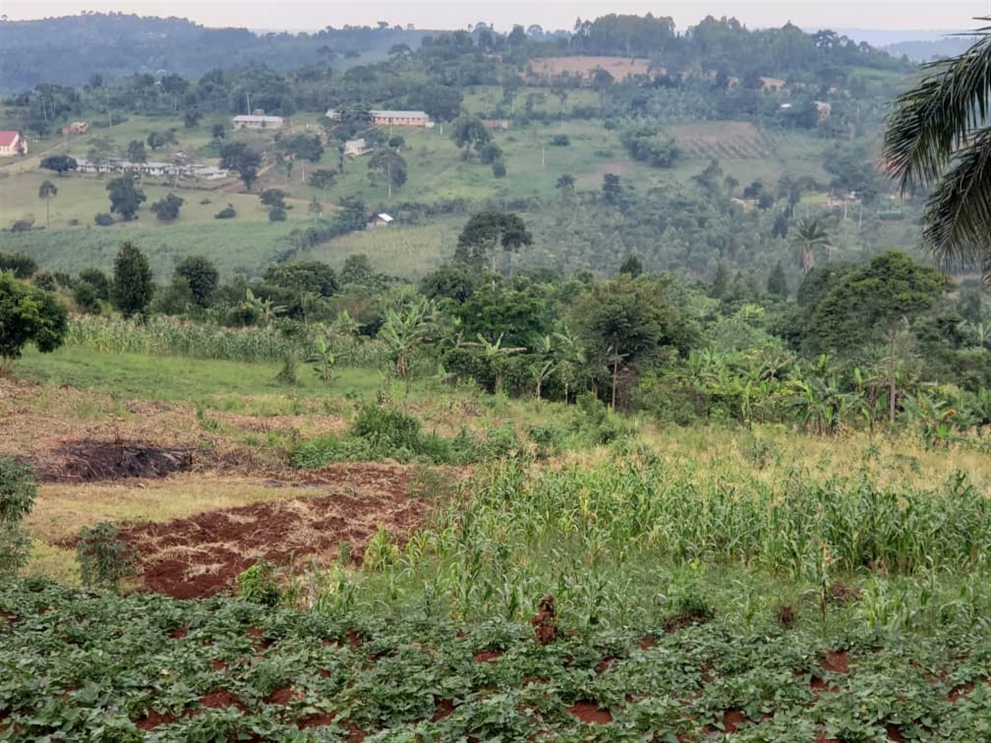Residential land for sale in Lugazi Jinja Uganda