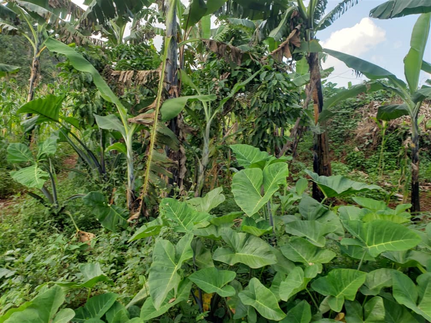 Residential land for sale in Lugazi Jinja Uganda