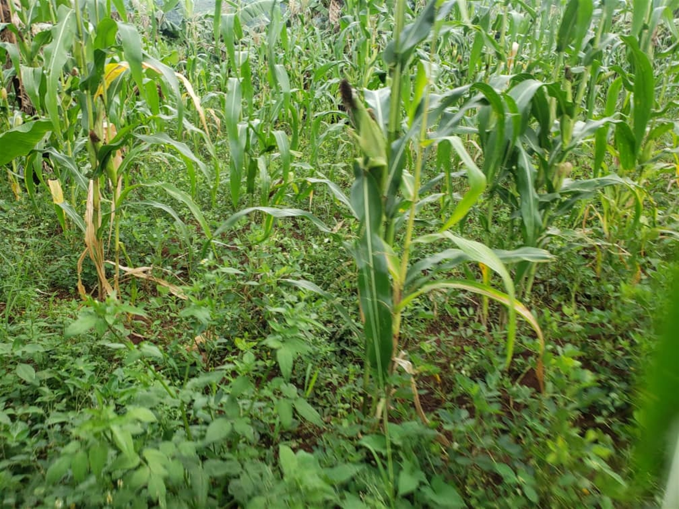 Residential land for sale in Lugazi Jinja Uganda