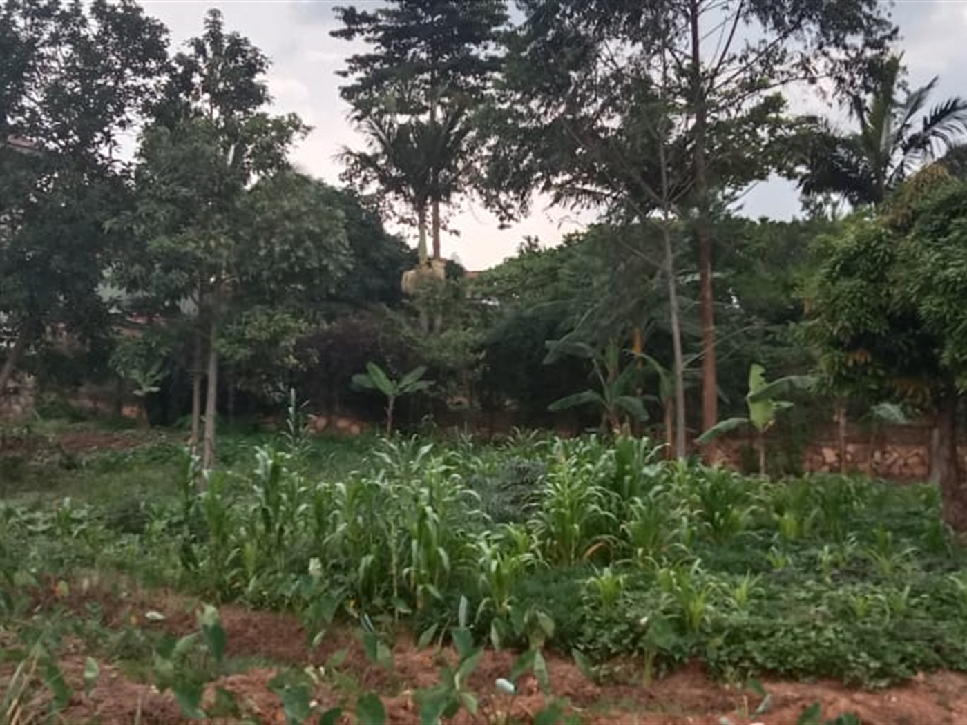Residential land for sale in Kyanja Kampala Uganda
