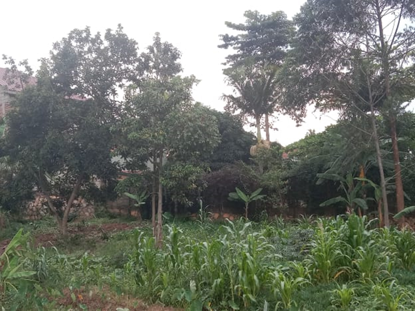 Residential land for sale in Kyanja Kampala Uganda