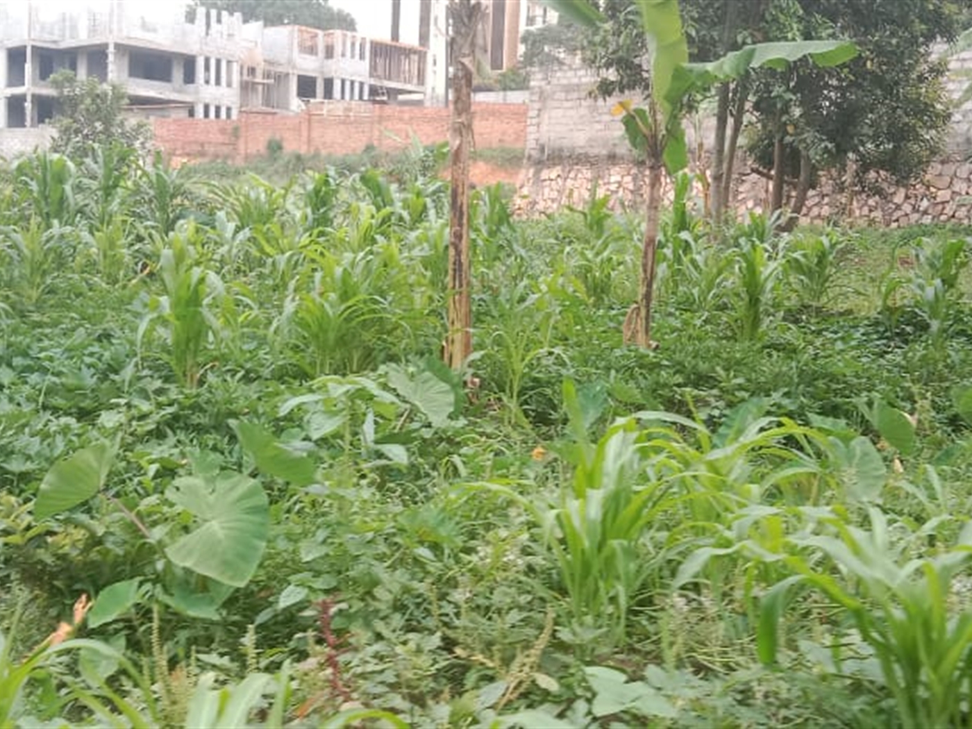 Residential land for sale in Kyanja Kampala Uganda
