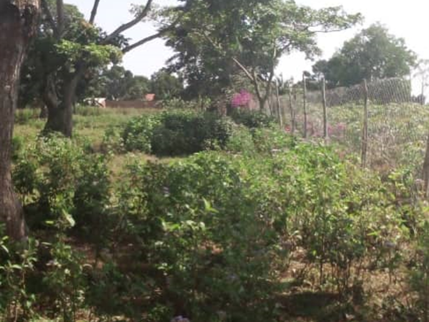 Recreational land for sale in Bwelenga Wakiso Uganda