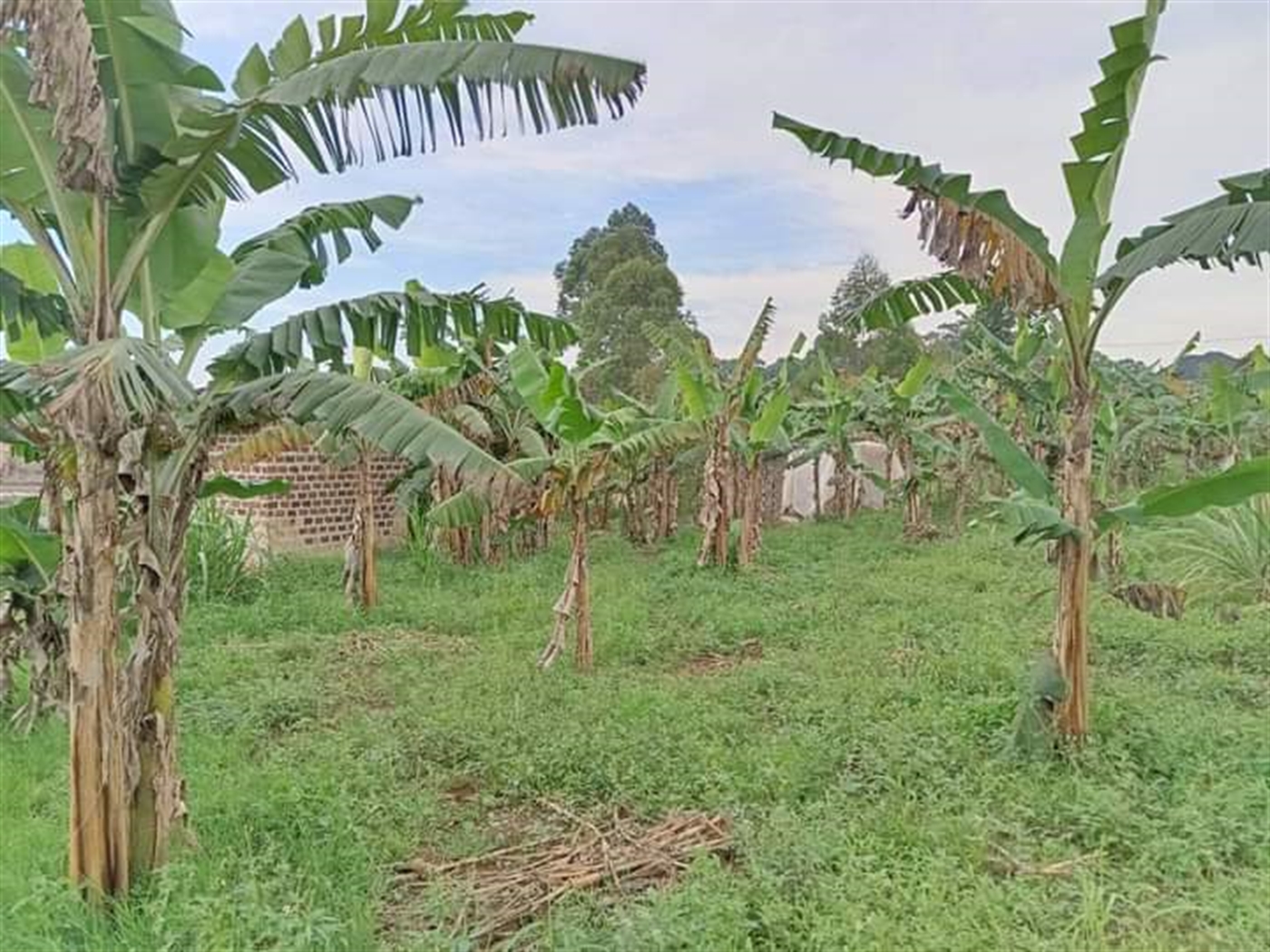 Residential land for sale in Bajjo Mukono Uganda