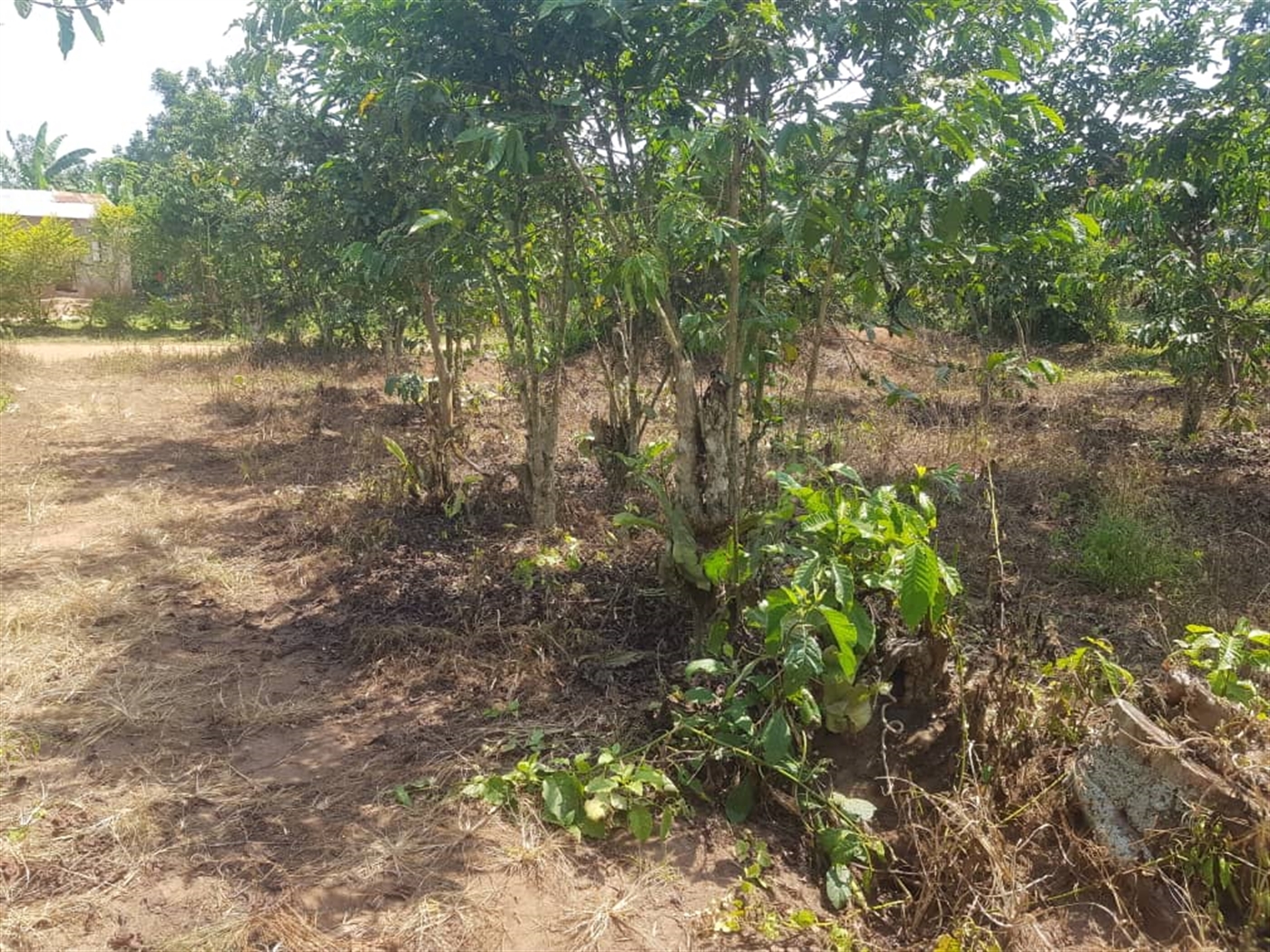 Residential land for sale in Bombo Luweero Uganda