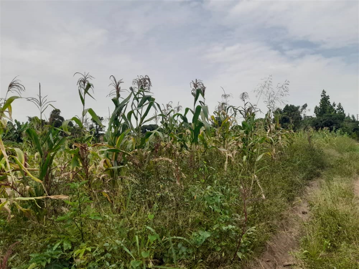 Residential land for sale in Bombo Luweero Uganda