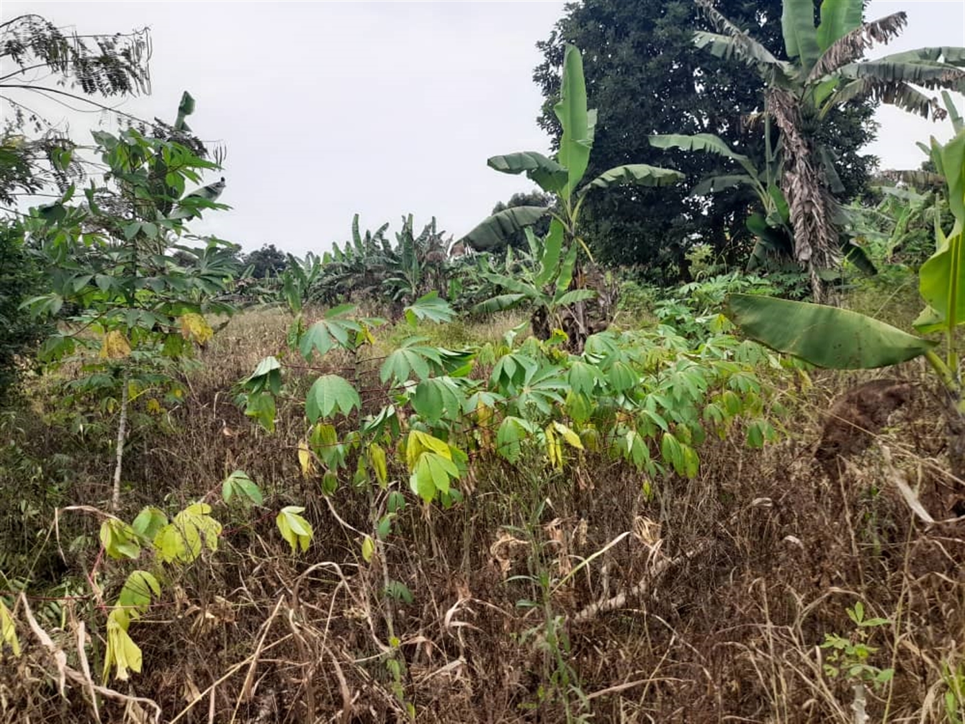 Residential land for sale in Bombo Luweero Uganda