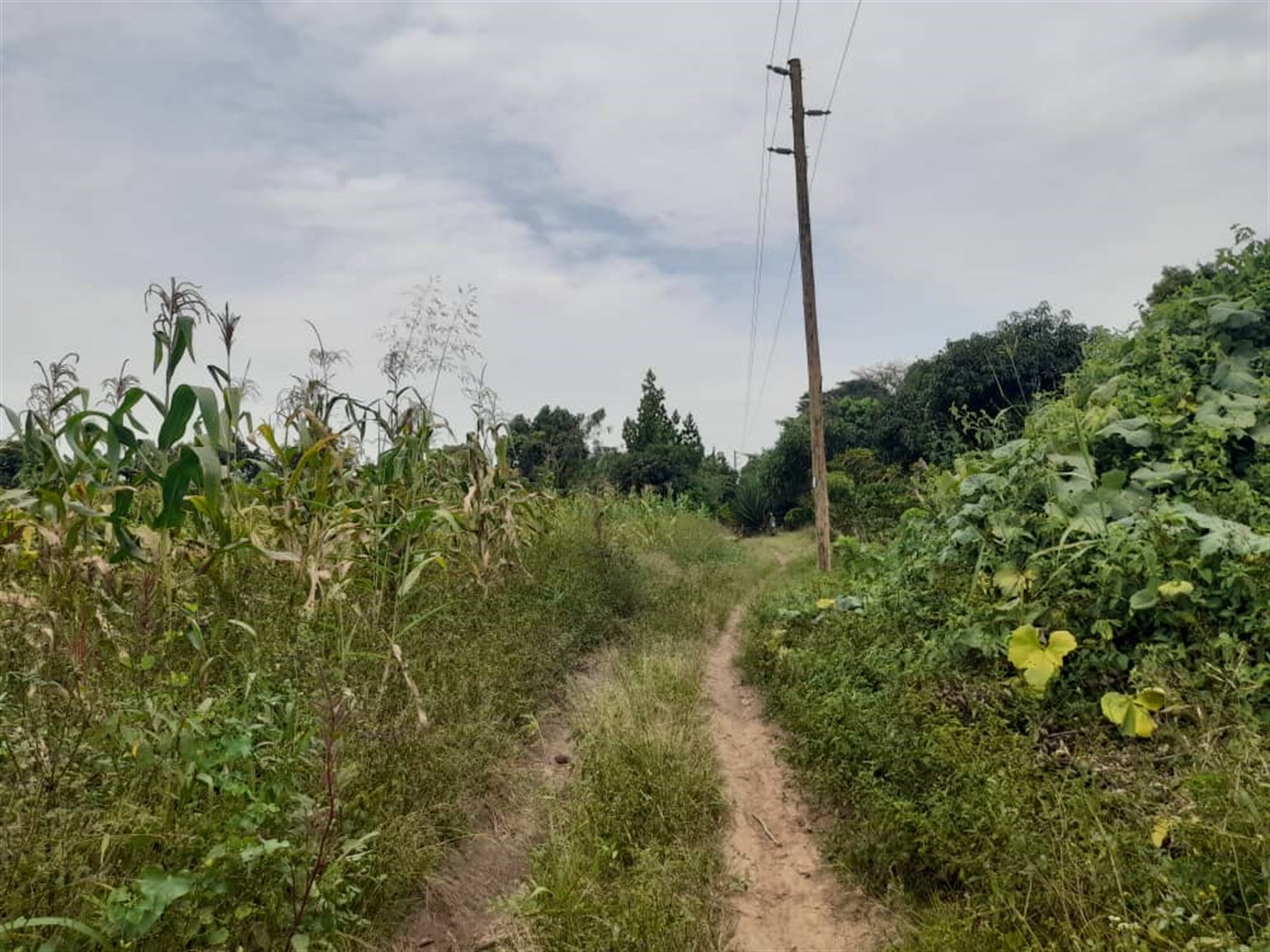 Residential land for sale in Bombo Luweero Uganda