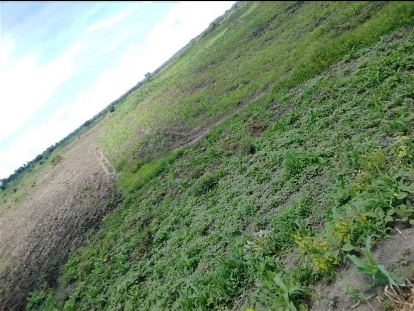 Residential land for sale in Bugerere Kayunga Uganda