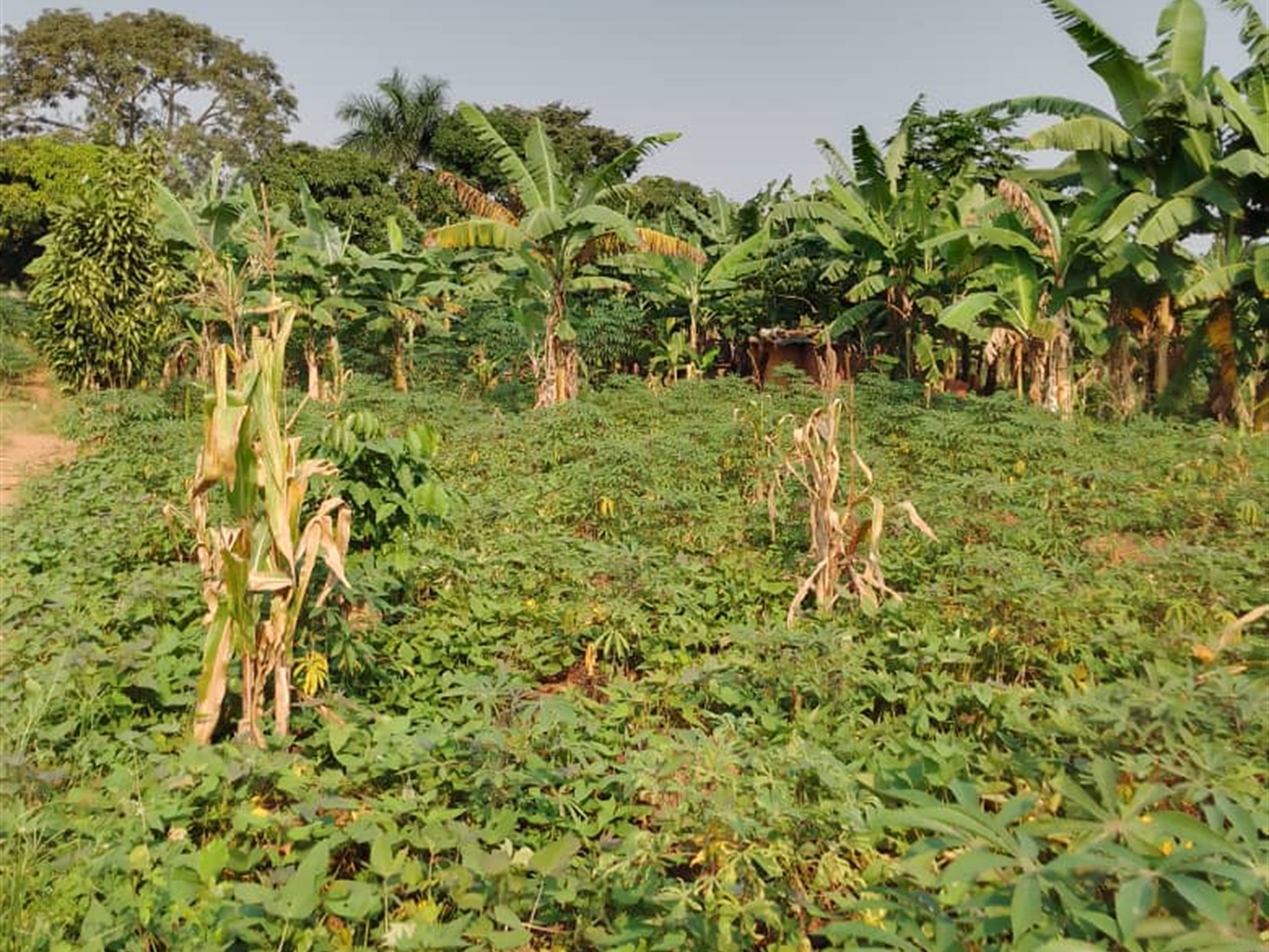 Residential land for sale in Bukasa Wakiso Uganda