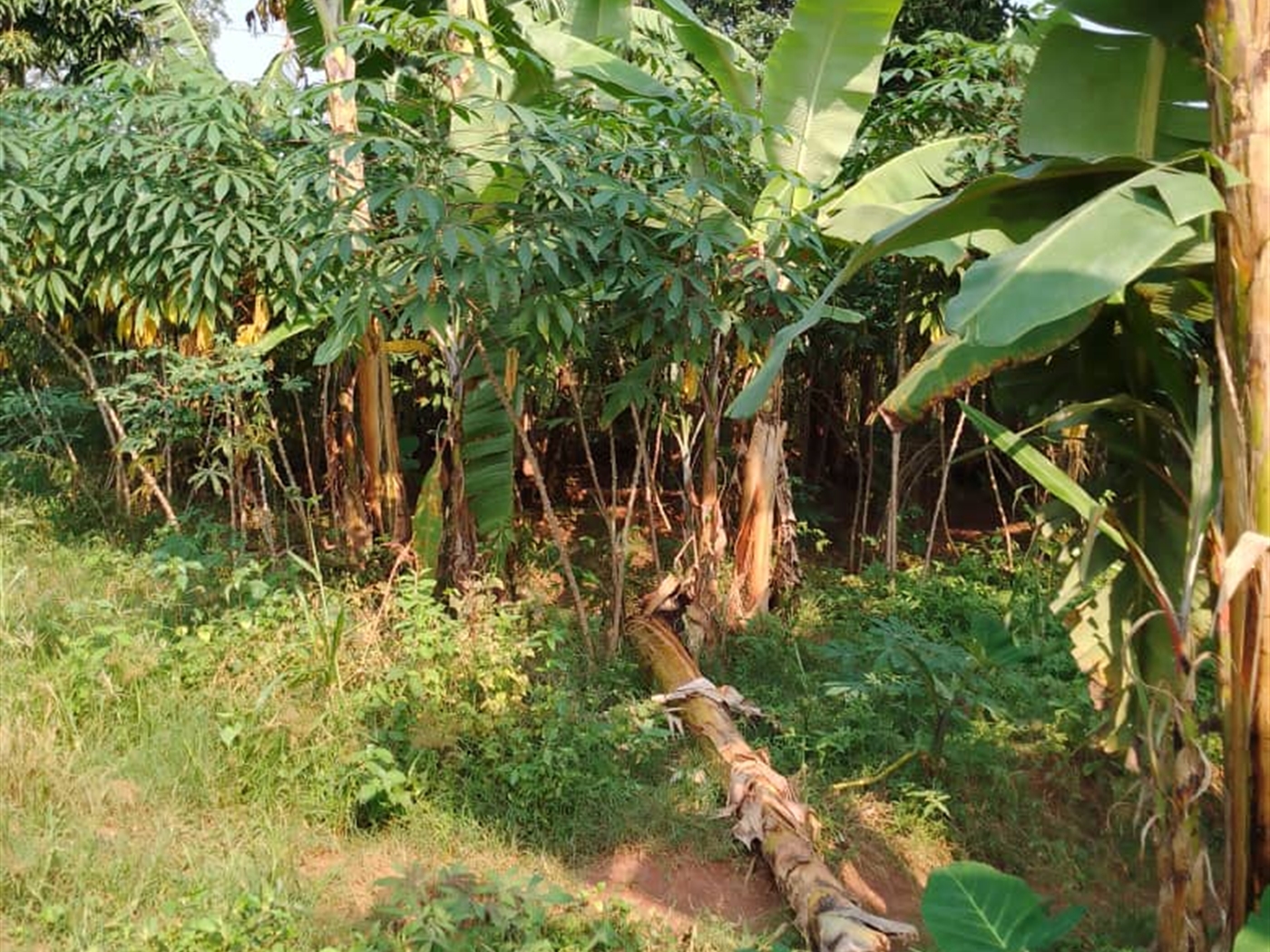 Residential land for sale in Bukasa Wakiso Uganda