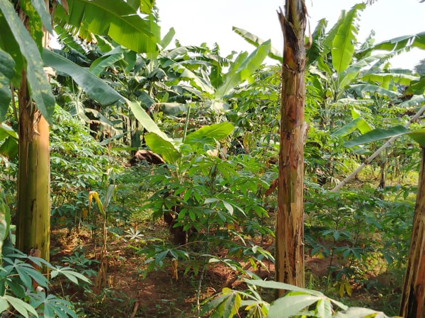 Residential land for sale in Bukasa Wakiso Uganda
