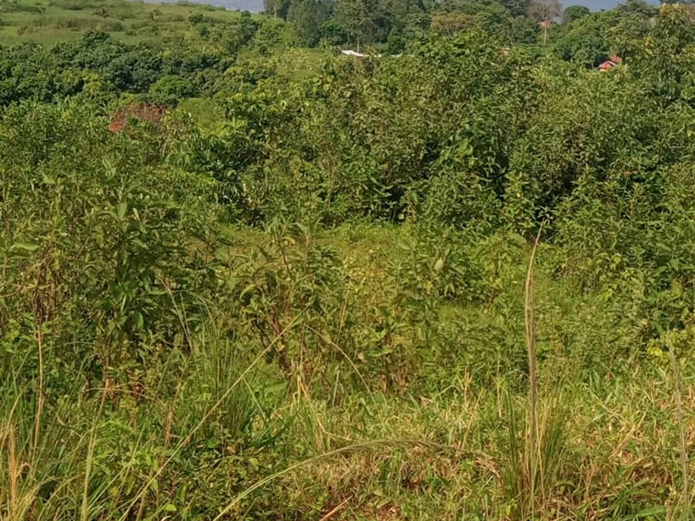 Residential land for sale in Bukasa Wakiso Uganda