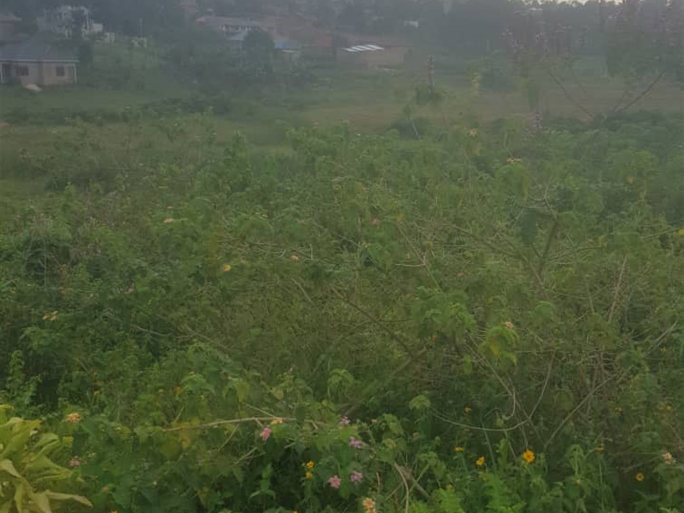 Residential land for sale in Bukeelele Mukono Uganda