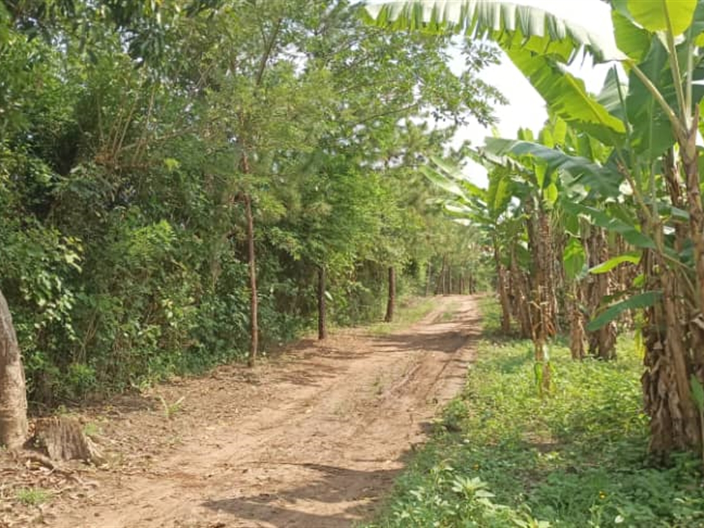 Residential land for sale in Busiika Wakiso Uganda