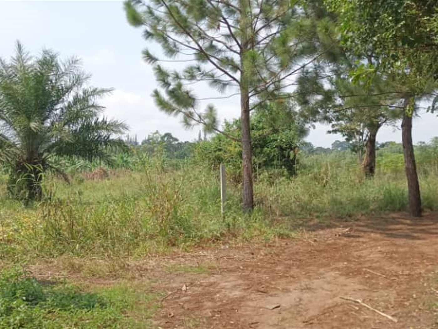 Residential land for sale in Busiika Wakiso Uganda