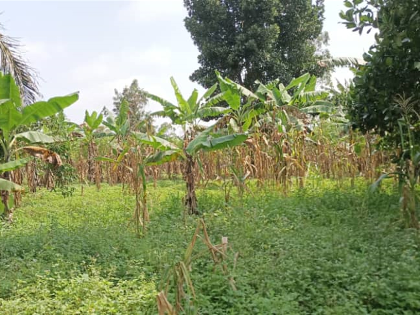 Residential land for sale in Busiika Wakiso Uganda
