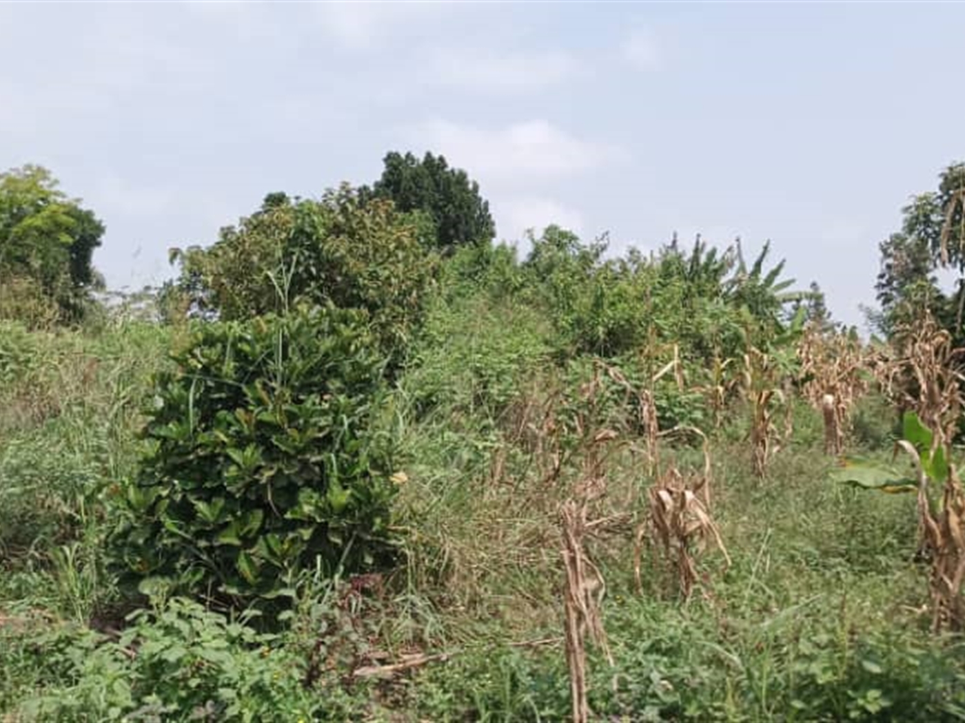 Residential land for sale in Busiika Wakiso Uganda