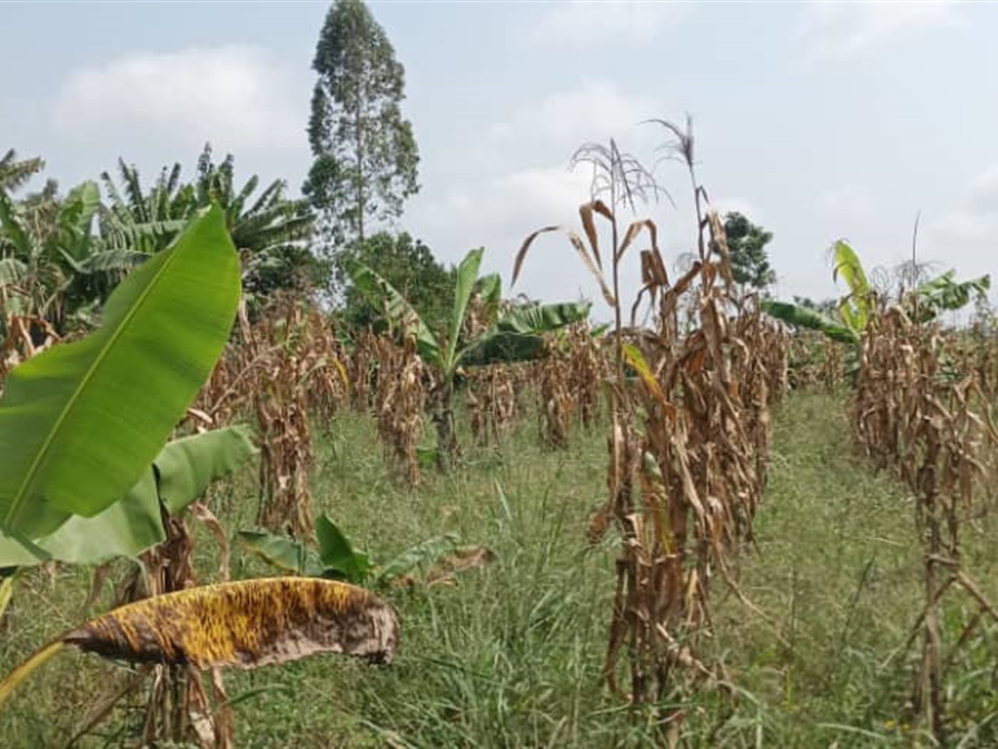 Residential land for sale in Busiika Wakiso Uganda